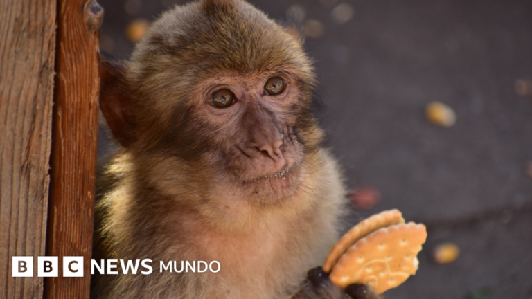 ¿Por qué los monos de Gibraltar consumen tierra? La sorprendente razón revelada