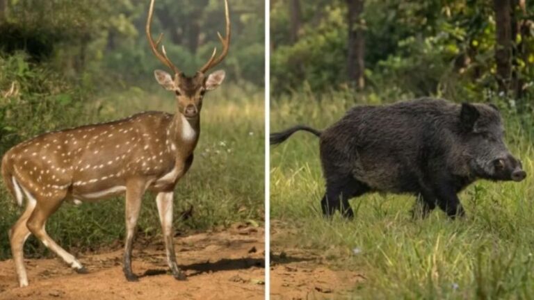 Transforman Especies Invasoras en Alimento: Del Burro al Ciervo y Chancho Salvaje