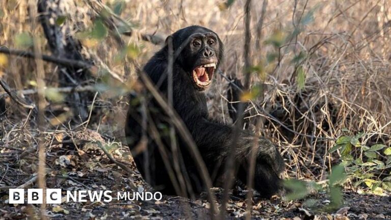 El Impactante Conflicto entre Chimpancés: Una ‘Guerra Civil’ Documentada por Científicos