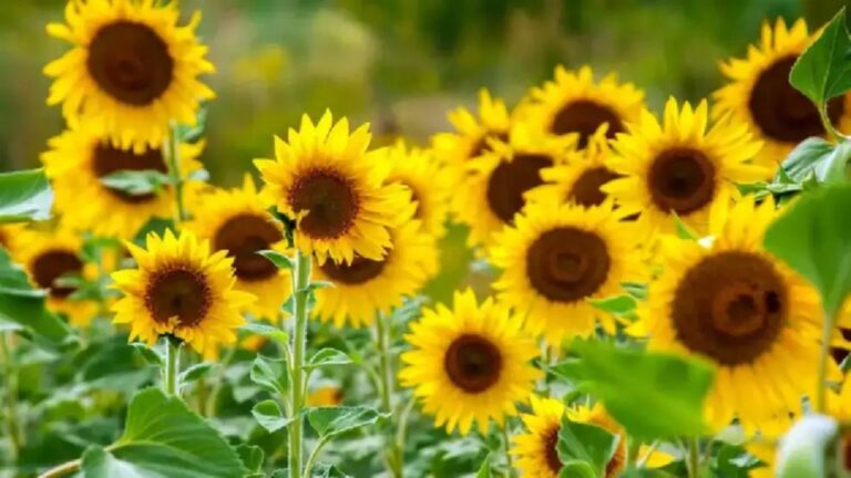 Girasol supera a la soja: Mejores rendimientos en ciertos ambientes