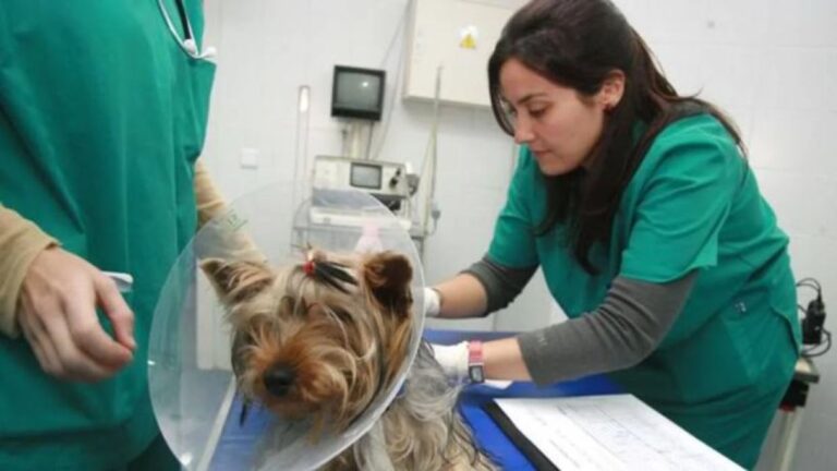 Hospital Veterinario Gratuito en Córdoba: Financiación y Fecha de Apertura