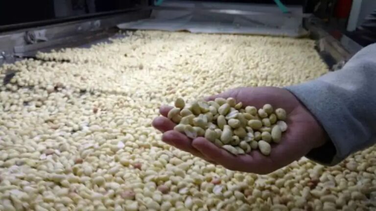 Caída en el cultivo de maní: Cosecha se retrasa de 15 a 30 días