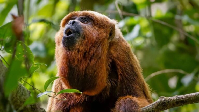 Misiones traerá monos carayá rojo desde Brasil para su conservación en Argentina