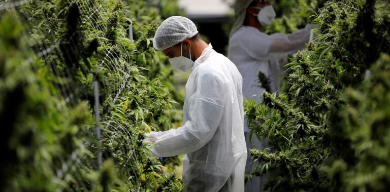Diplomatura en Cannabis Medicinal para Profesionales de la Salud
