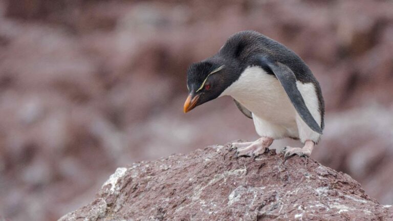 Contaminación, Salud y Cambio Climático: Tres Amenazas a Nuestros Océanos