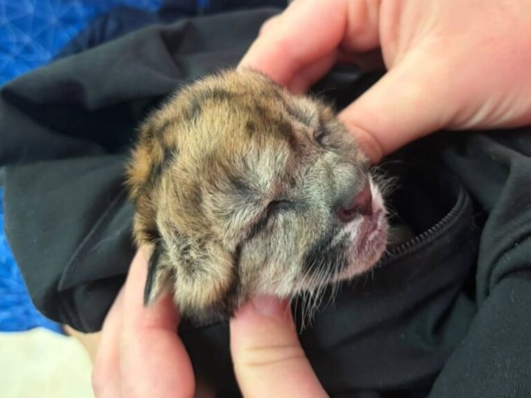Puma embarazada atropellada en Neuquén: un cachorro logra sobrevivir