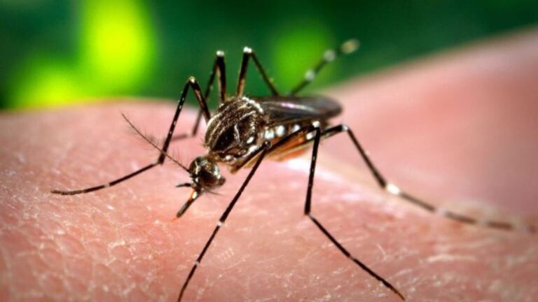 Córdoba Intensifica Operativos por Aumento de Casos de Chikungunya