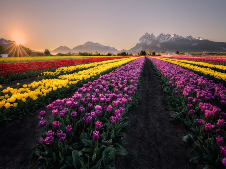 Descubre el paraíso argentino: Té, tulipanes y paisajes de ensueño