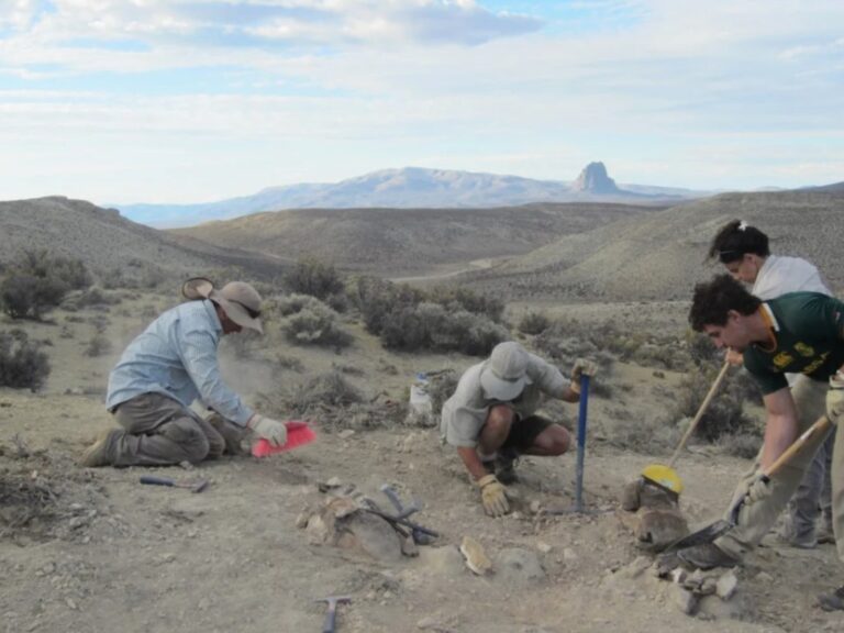 Descubren en Chubut un nuevo dinosaurio de 160 millones de años: ¡bienvenido Bicharracosaurus!