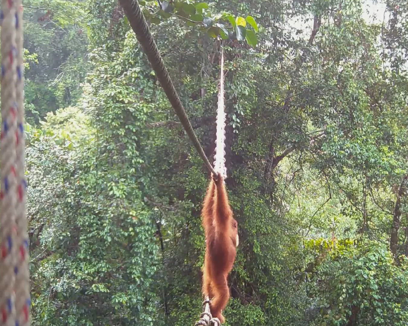 Orangután cruzando un puente en Indonesia