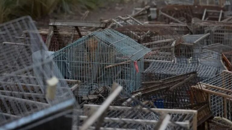Aves rescatadas del tráfico ilegal regresan a su hábitat en Mendoza