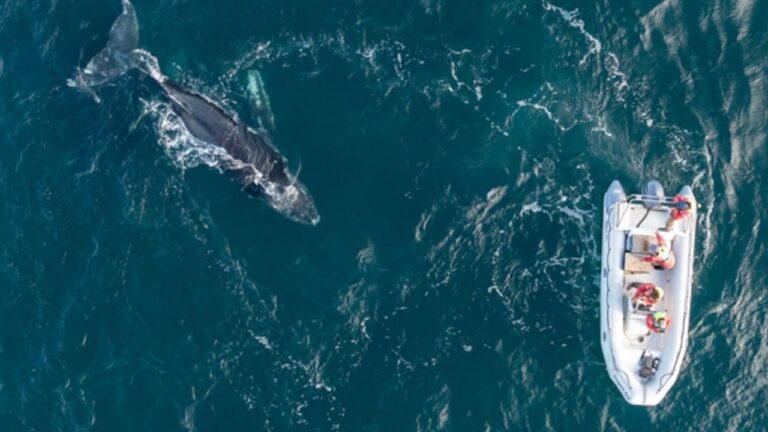 Popa: La ballena que conecta la Patagonia Azul con la Antártida en un tiempo récord