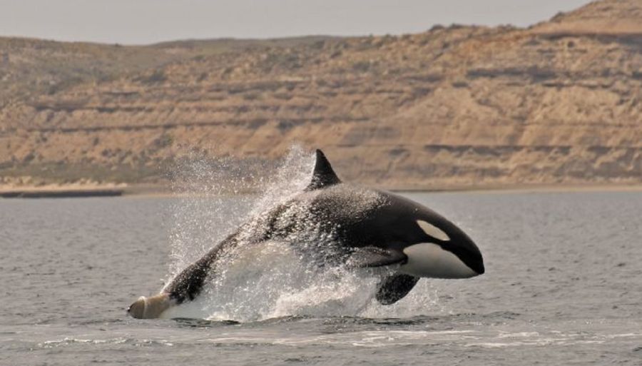Caza de orcas en Caleta Valdés