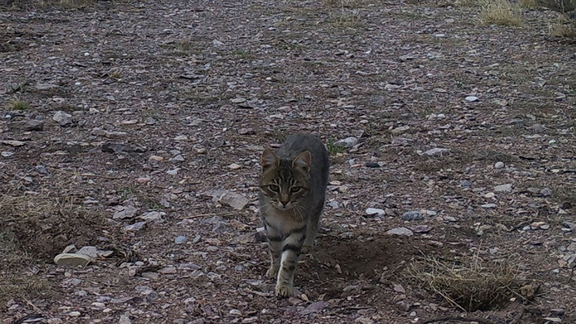 Gatos de Isla Tova: Un Enigma de Supervivencia en Chubut | Sitios ...