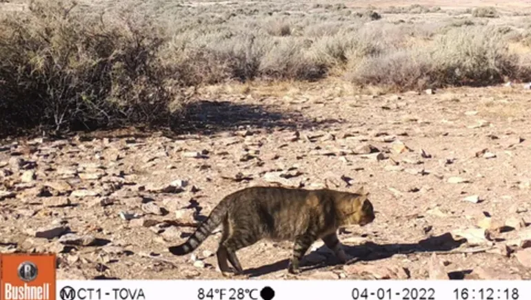 Gatos de Isla Tova: Un Enigma de Supervivencia en Chubut | Sitios ...