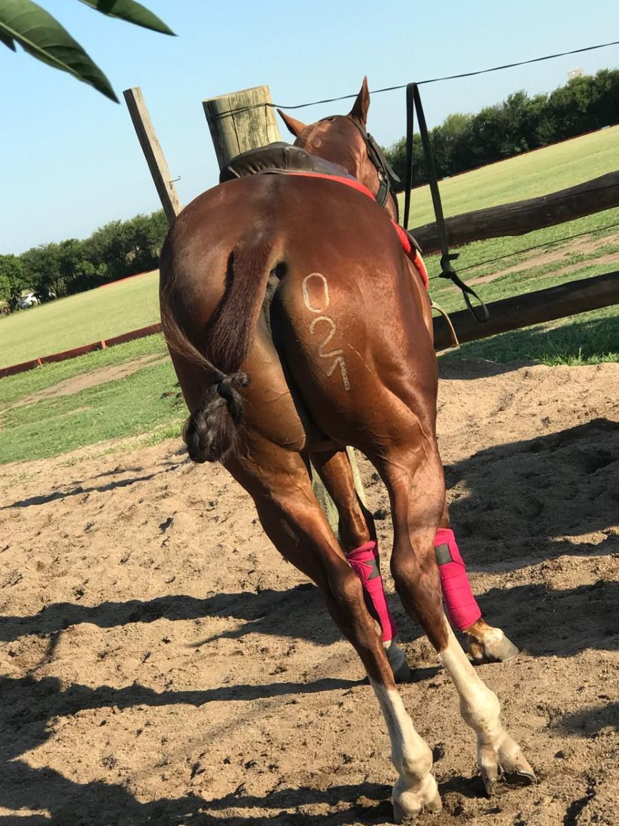 Restos de Caballos