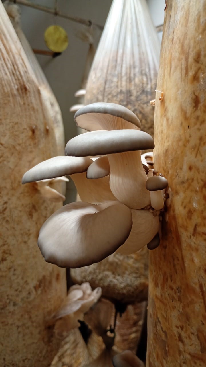 Hongos Gírgola