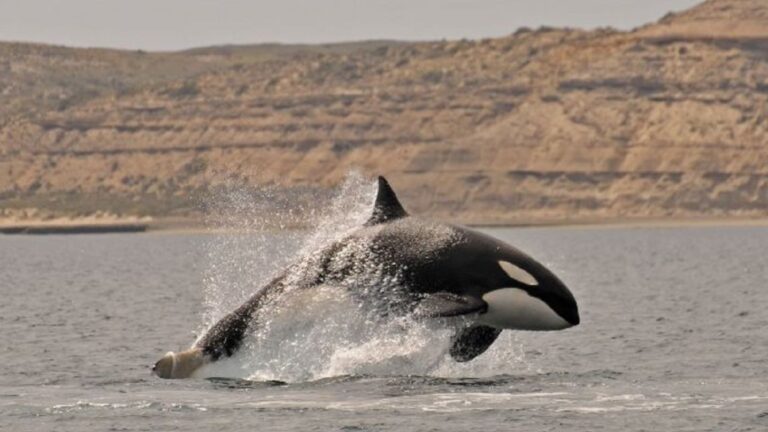 Las Orcas Deslumbran a los Turistas en Península Valdés