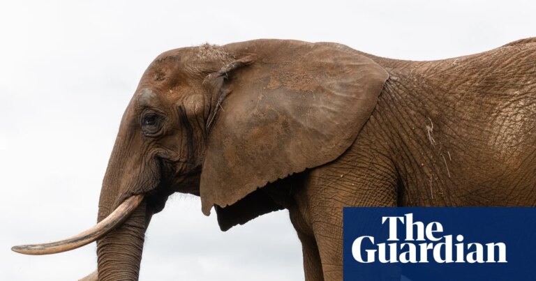 Rewilding Elephants: Primer Santuario en Europa para Elefantes Rescatados