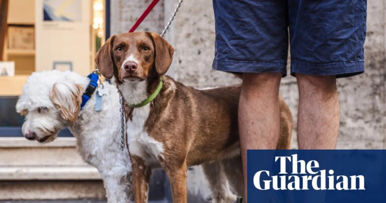 Multa de €500 para dueños de perros en ciudad italiana si no lavan la orina