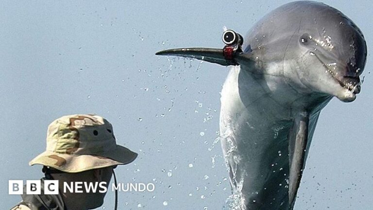 Delfines Suicidas: La Sorprendente Compra de Irán a Ucrania