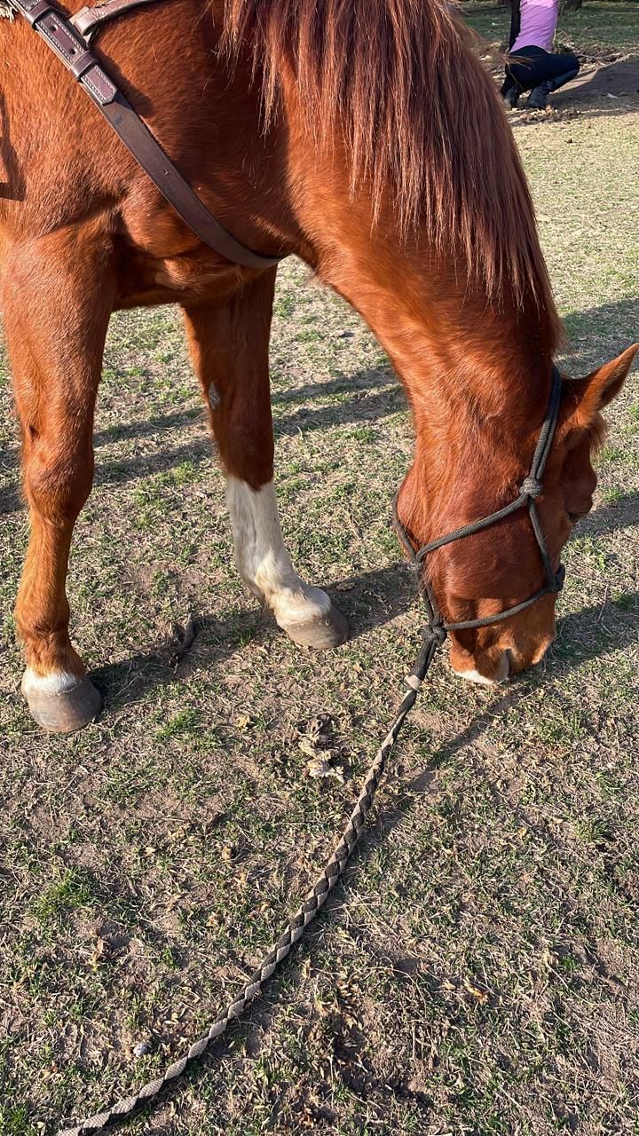 Caballo Faenado