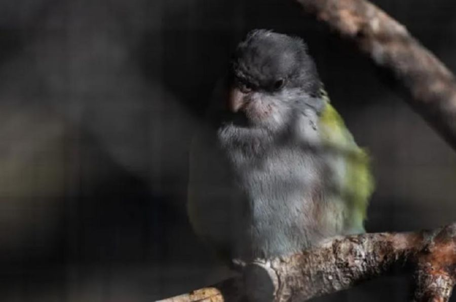 Aves liberadas