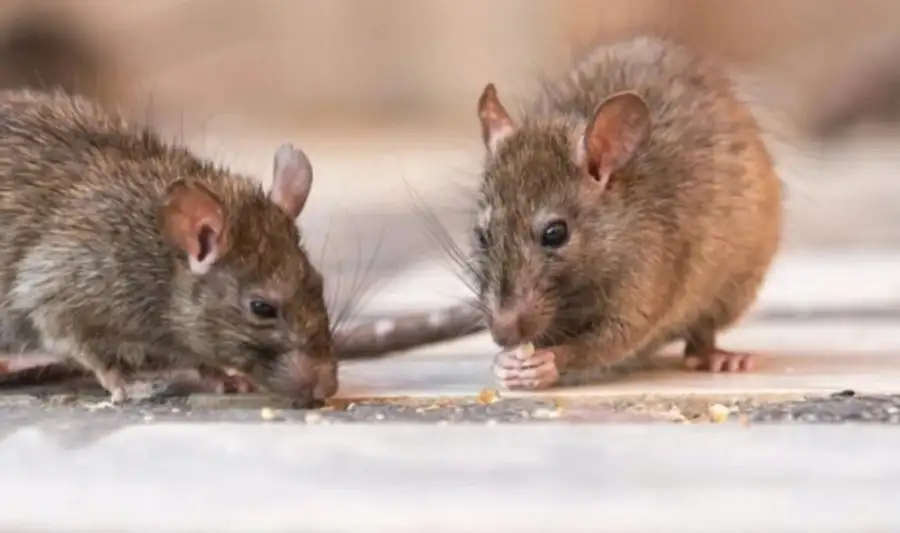 Hantavirus en crucero