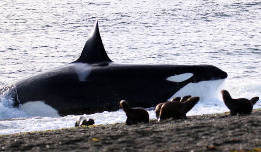 Orcas en Península Valdés