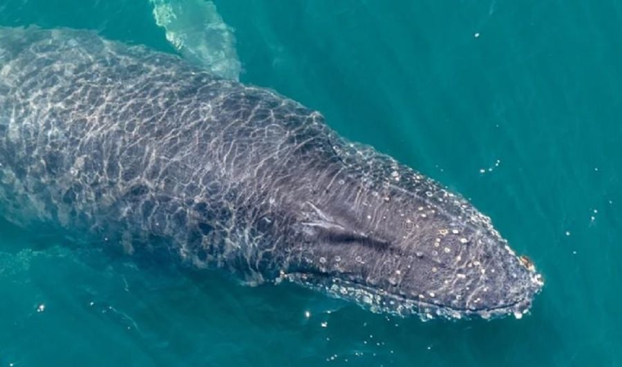 Ballena Popa
