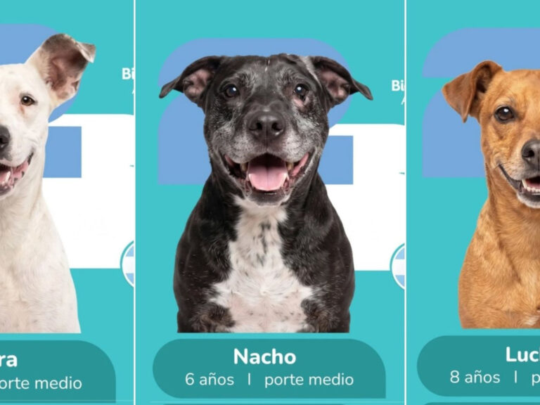 ¡Adopta y juega! El álbum del Mundial que se volvió viral promoviendo la adopción de perros