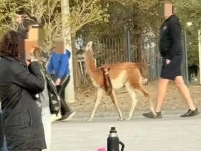 A pasear un guanaco por la calle: el video viral y la polémica denuncia