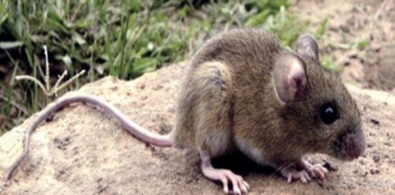 Hantavirus: Contagio, síntomas y el brote en un crucero que preocupa al país