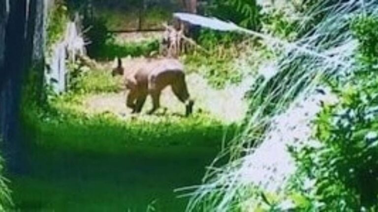 ¡Alerta en Escobar! Puma avistado cerca de un barrio privado.