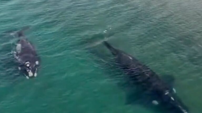 Impactante avistamiento: Dos ballenas francas australes a pocos metros de la costa en Puerto Madryn