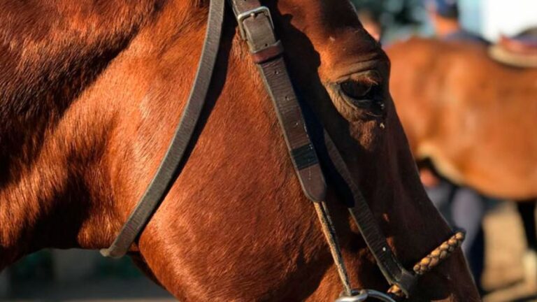 Alerta en Unquillo: Denuncian robo y sacrificio ilegal de caballos
