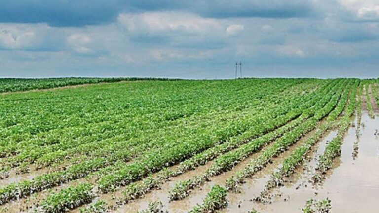 Se Prevén Cosechas Récord en el Campo