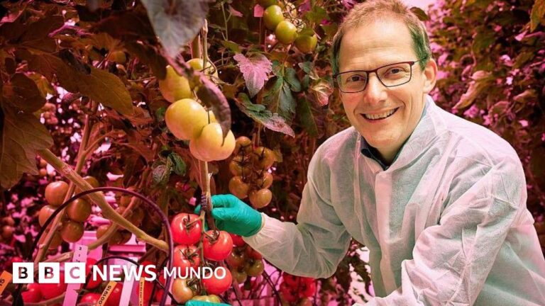 Food Valley: Cómo Países Bajos se Convirtió en el Tercer Exportador Mundial de Alimentos
