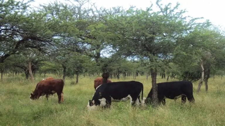 Argentina avanza en la adaptación al reglamento europeo de la carne con una nueva plataforma