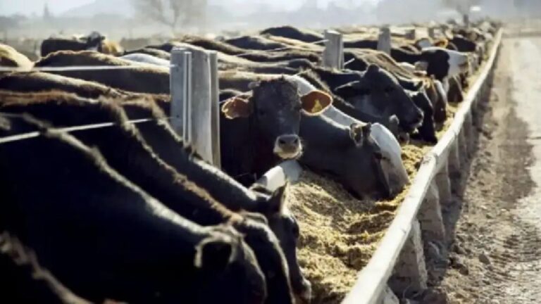 UE y la Carne: Exigen Cumplimiento de Nuestros Estándares