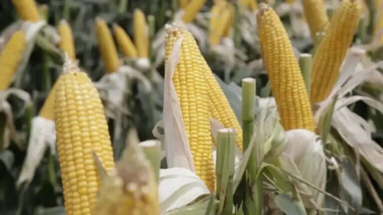 Alerta en el Cultivo de Maíz: La Mancha Blanca se Expande