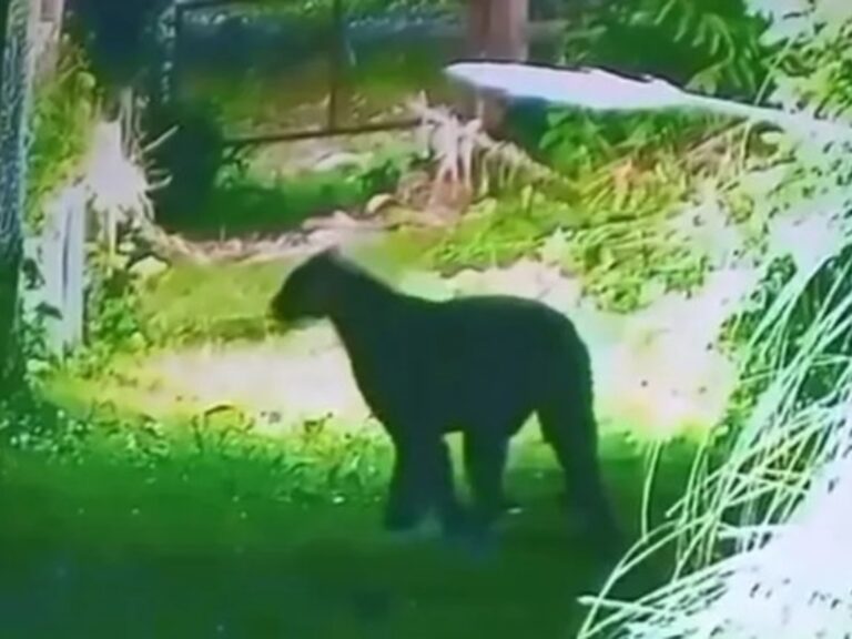Alerta en Escobar: Puma avanza hacia barrio privado