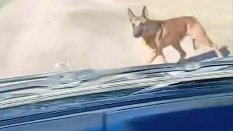 Emotivo reencuentro: perro y dueño se abrazan tras 24 horas de búsqueda en Santa Fe