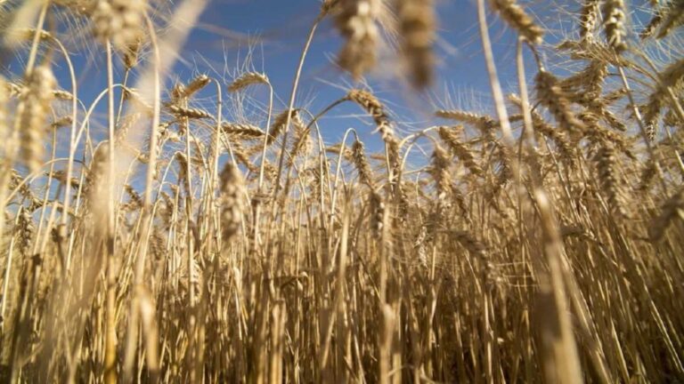 Récord de Cosecha: «Esperábamos cultivar trigo con mayor calma»