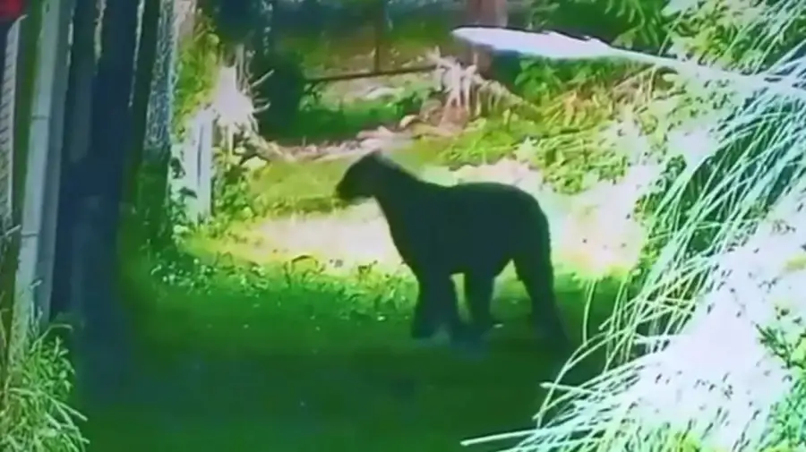 Alerta por un puma suelto en Escobar