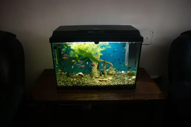 Acuario en una habitación oscura