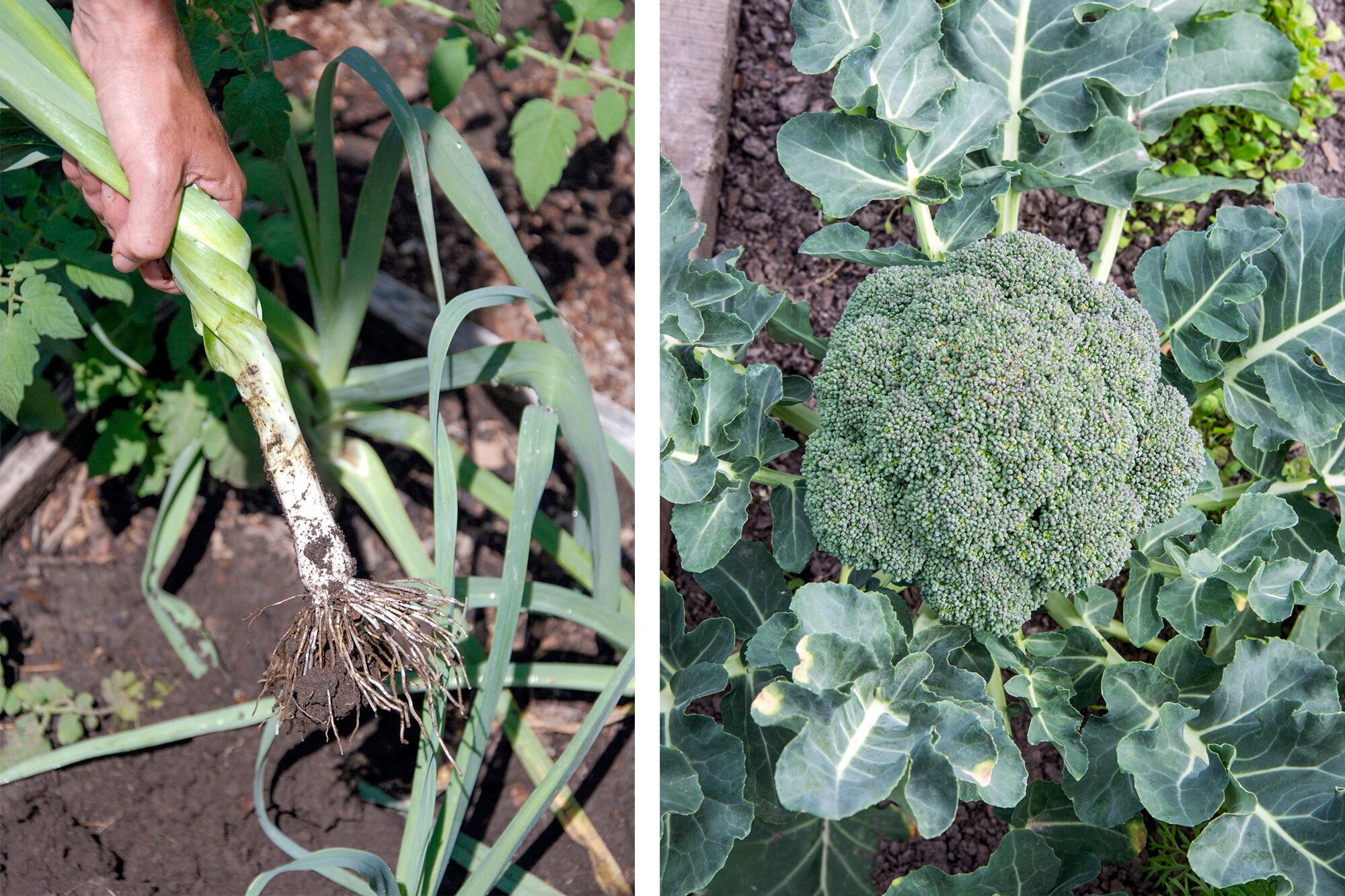 Tener una huerta no solo proporciona alimentos sino que se aprenden a respetar los ciclos de la naturaleza observando el momento óptimo de cosecha.