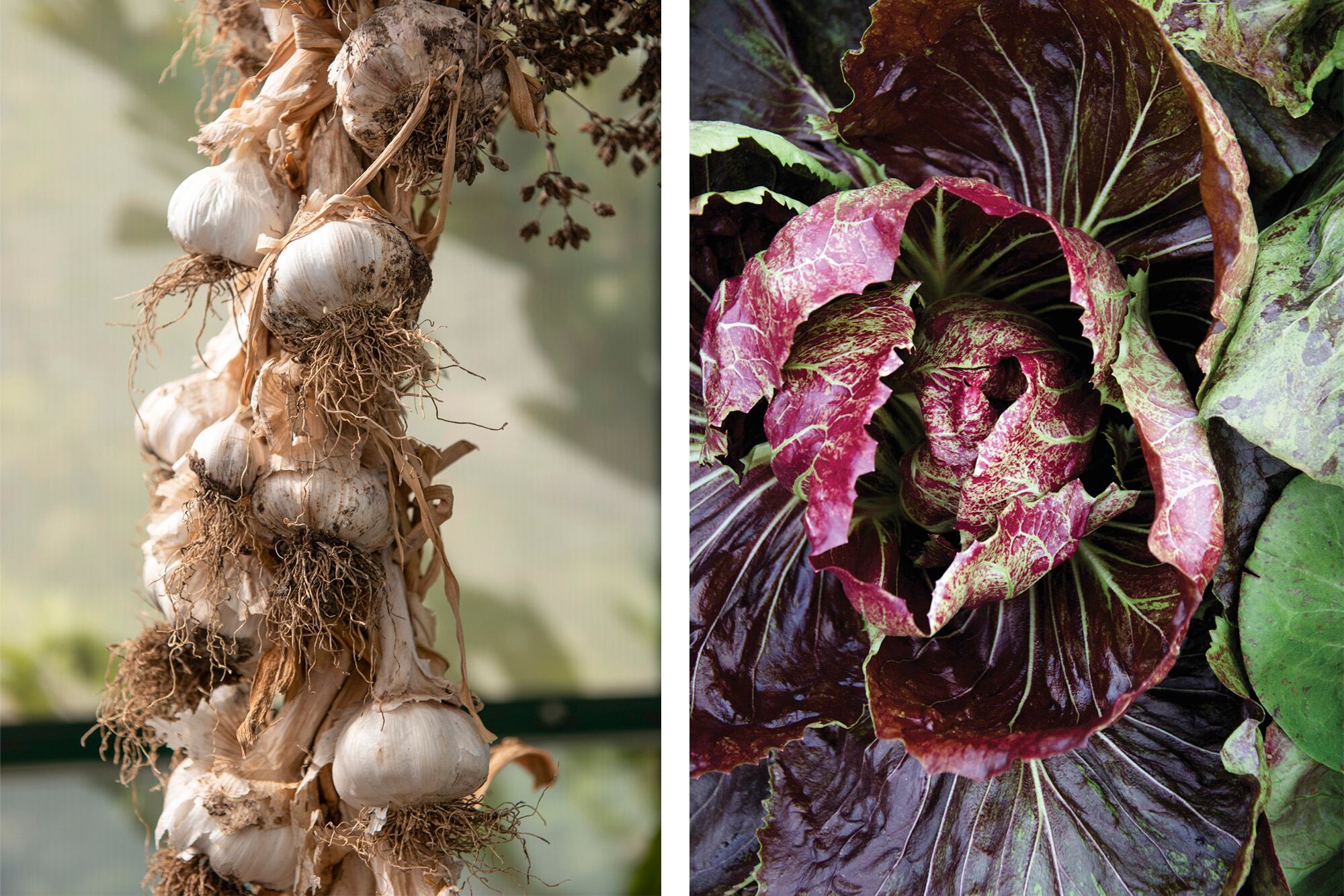 El ajo contribuye a la circulación y el radicchio es depurativo y diurético.