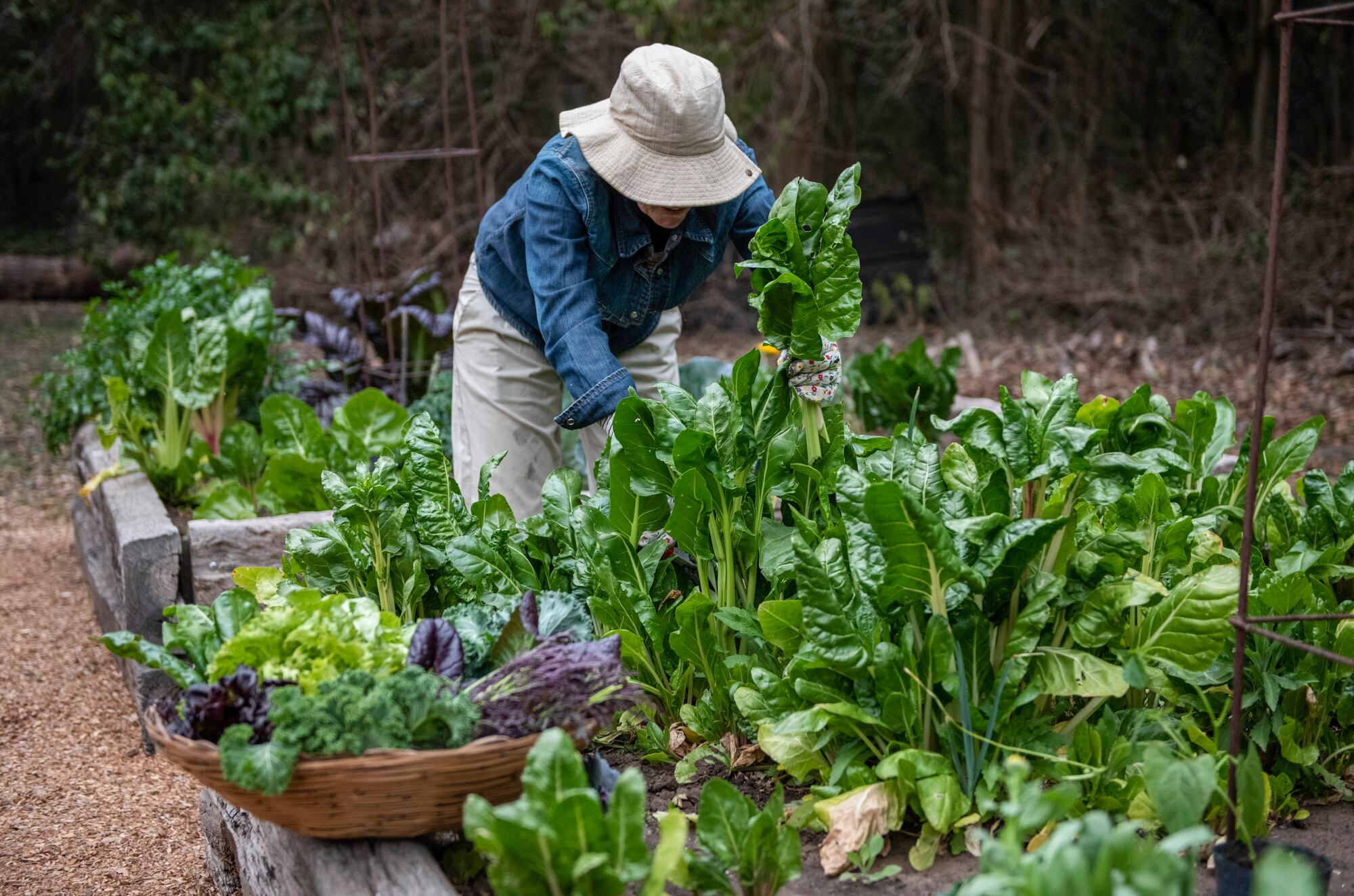La huerta en la estación fría nos aporta gran cantidad de verduras de hoja.