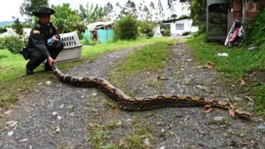 Boa